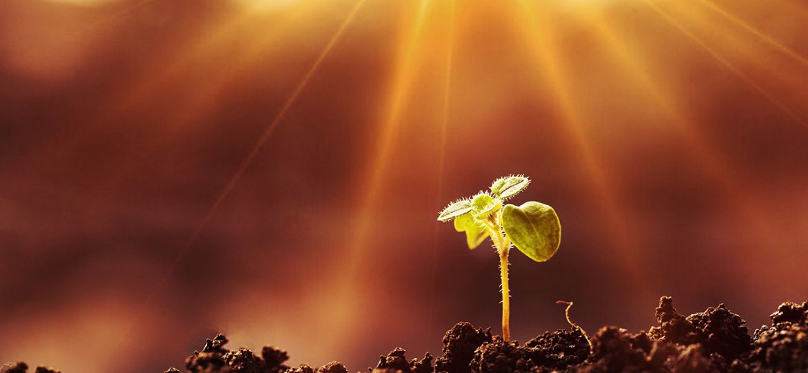 20260320-carneirocaminhodoguerreiro